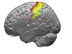 somatosensory cortex with S1 and S2 colored